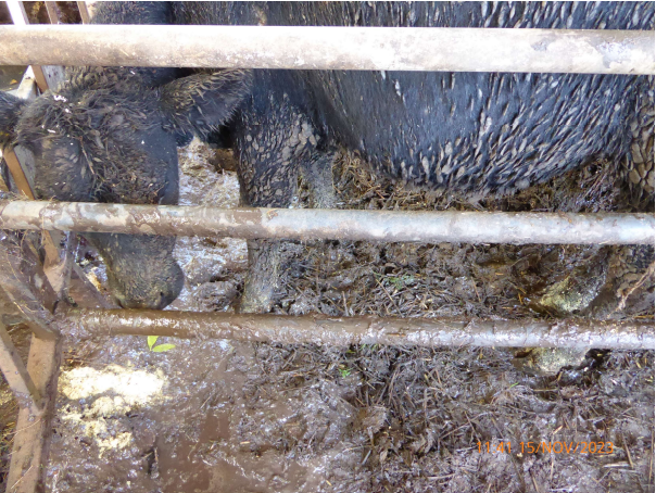 Salisbury farmers sentenced following mistreatment of cattle