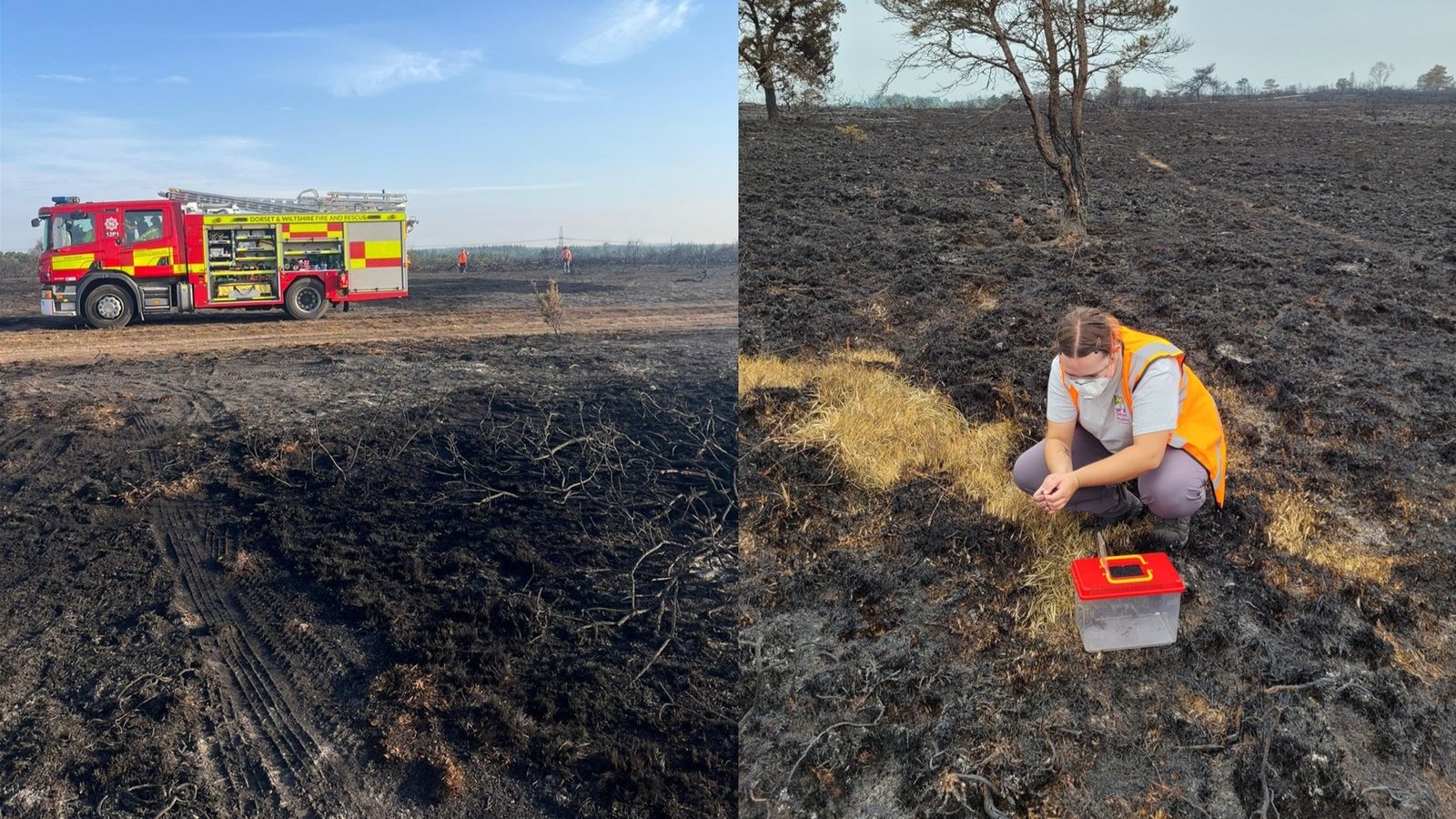 Dorset Council urges public to help prevent wildfires over bank holiday weekend