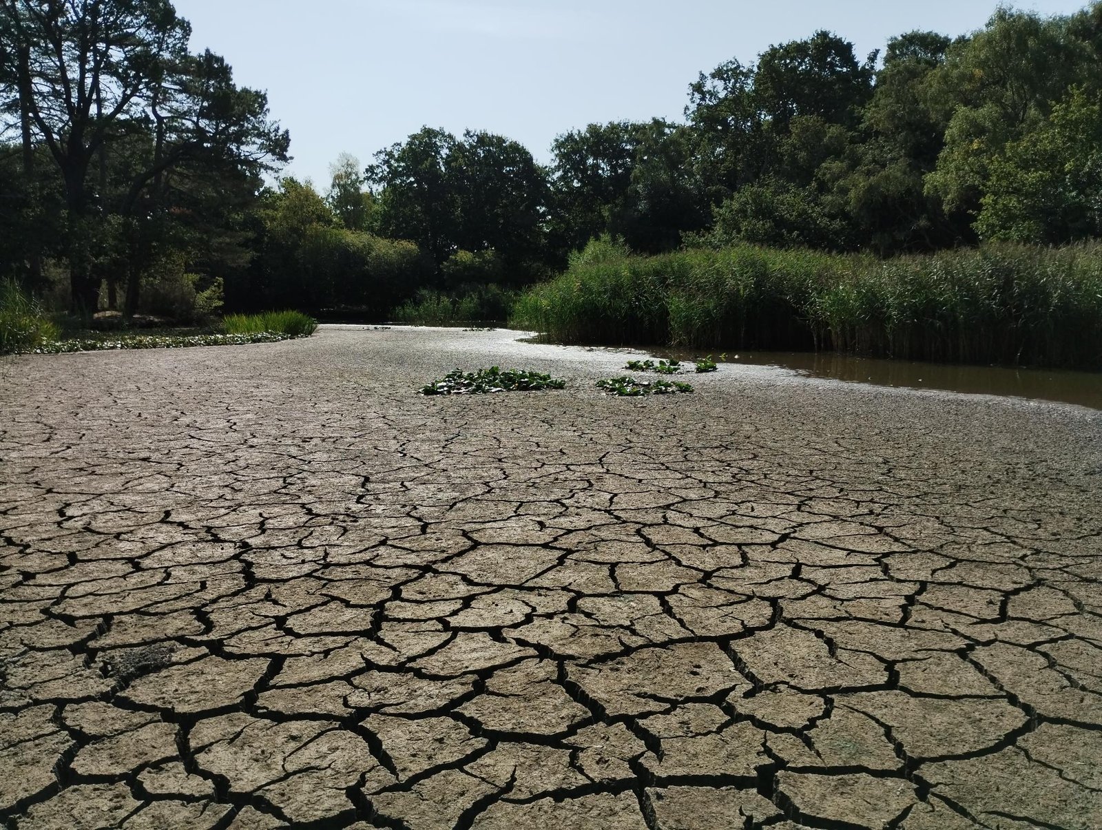 Water levels in ponds and lakes dropping across Southampton