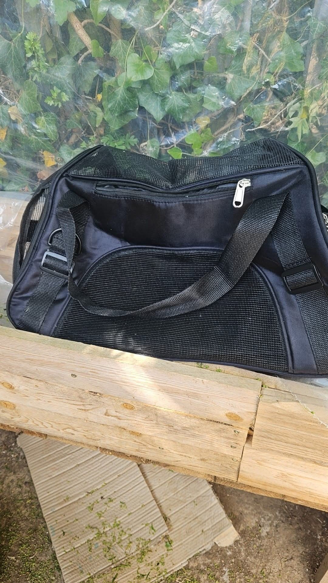 Teenagers sentenced for torturing and killing kittens