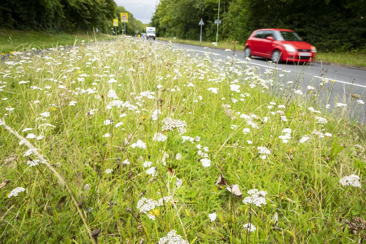 Rare insects and over 80 new plant species found in local nature project