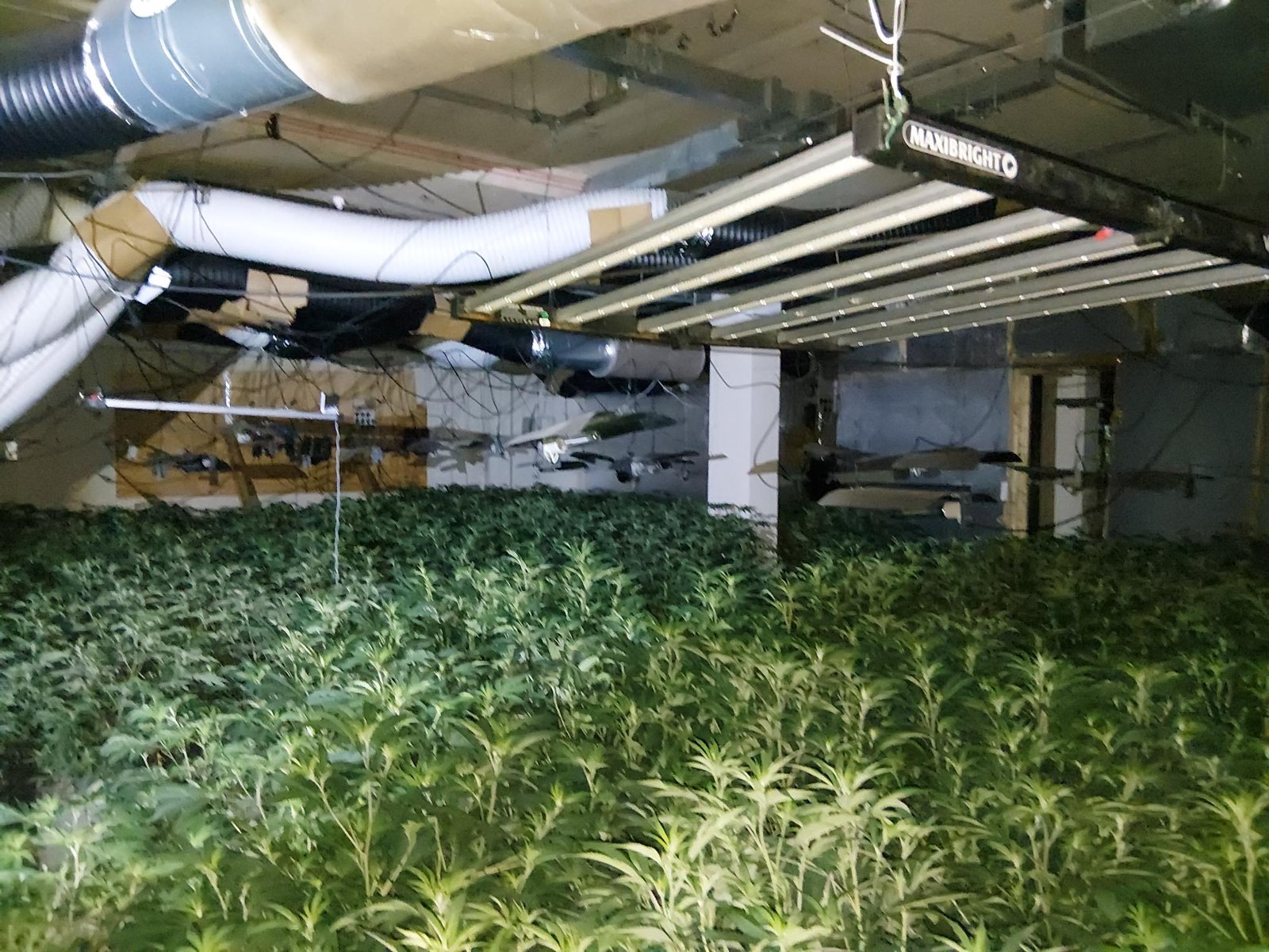 Large-scale cannabis factory uncovered in Leatherhead