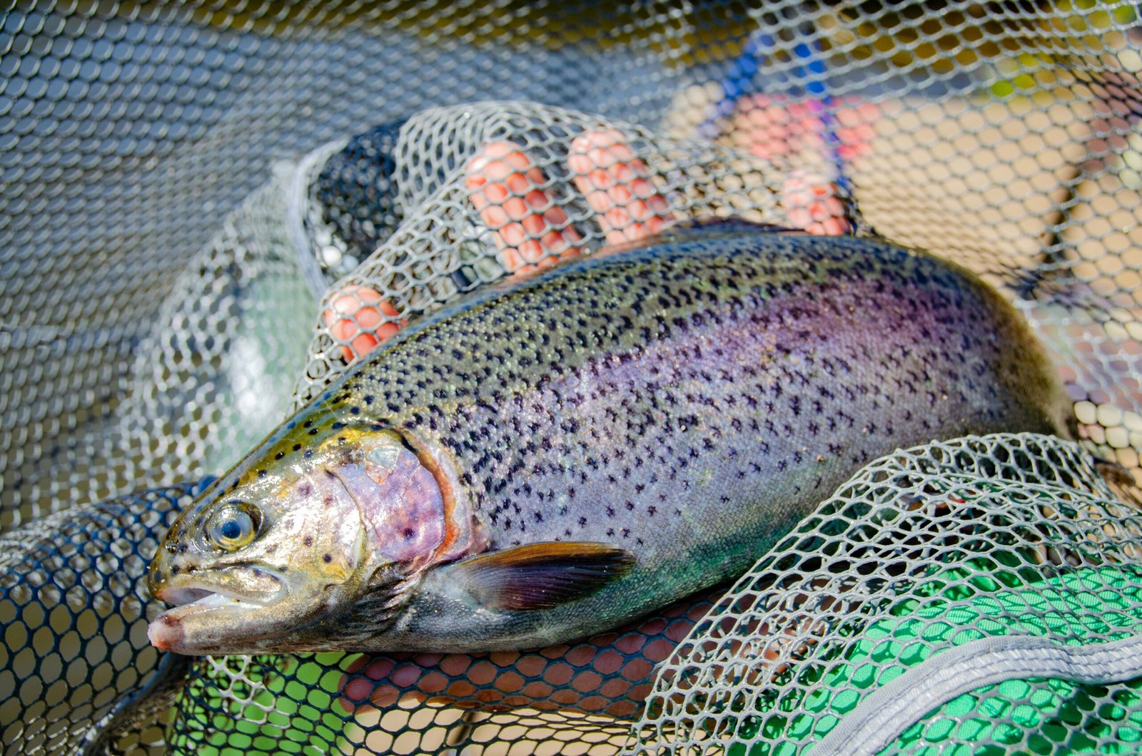 First-Time Fly Fishing Trip Brings Success at Meon Springs After Nine-Month Break
