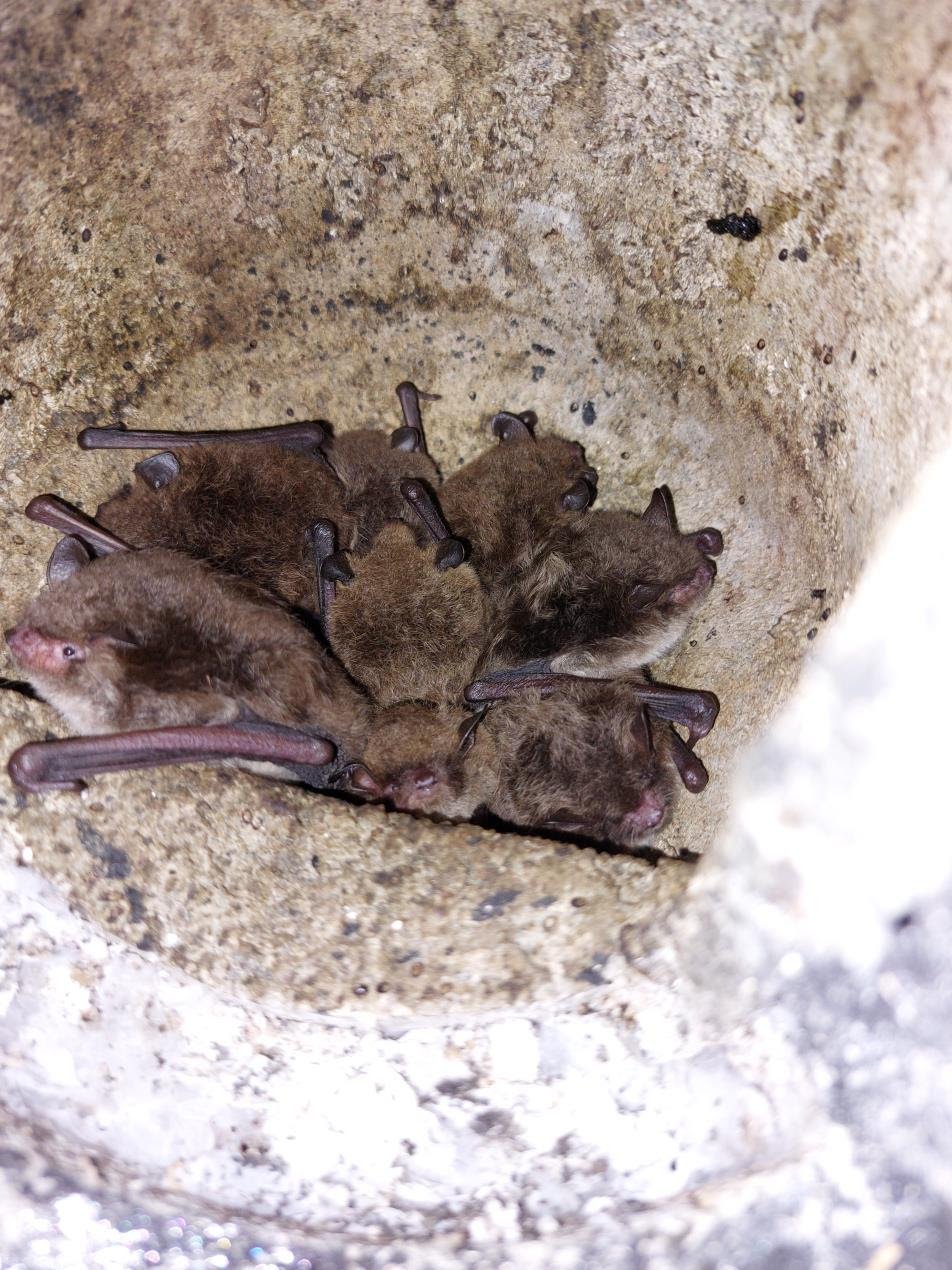 Celebrating National Bat Appreciation Day 2026