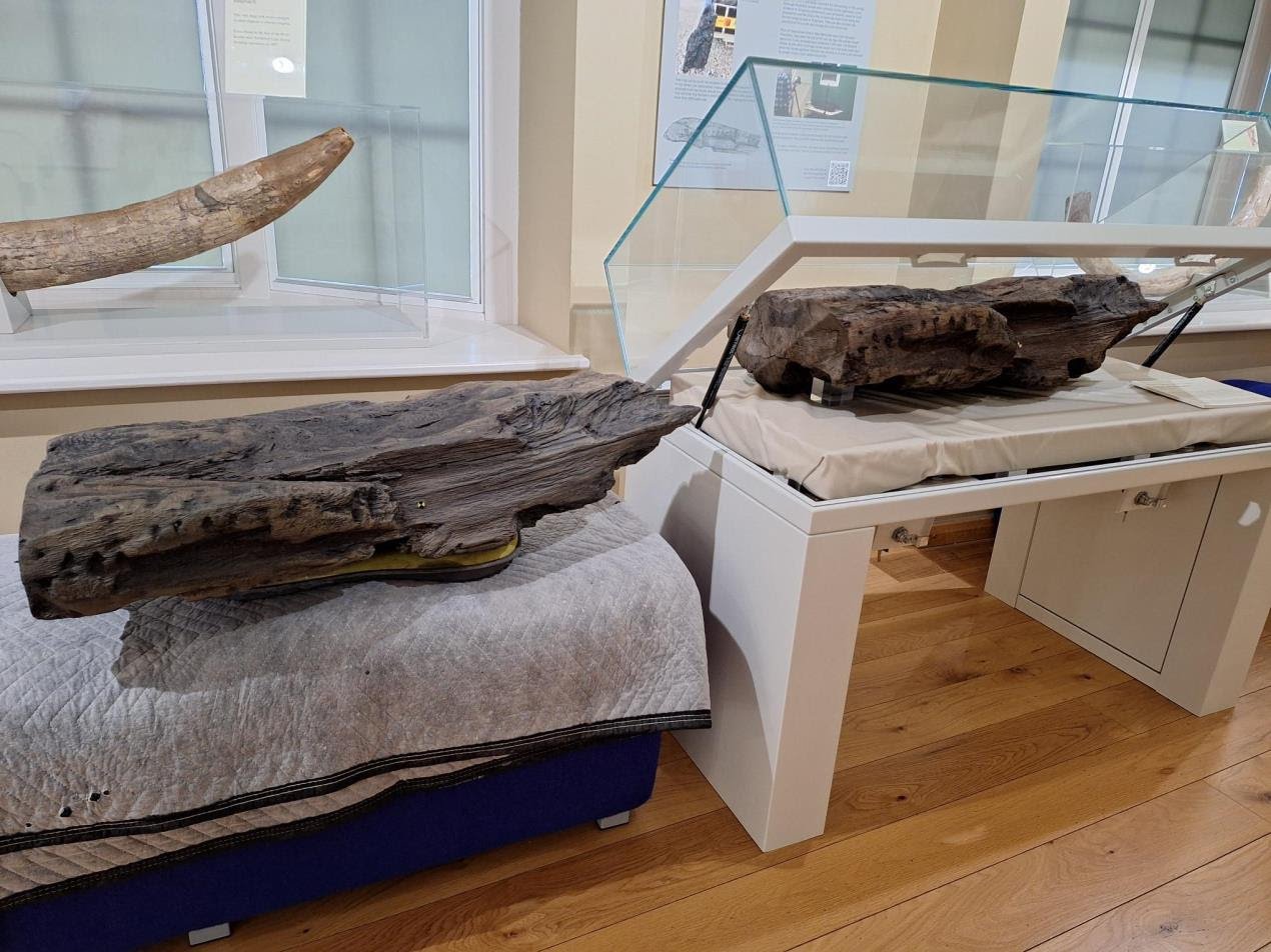 6000 year old Boxford Bog Oak back where it was first discovered