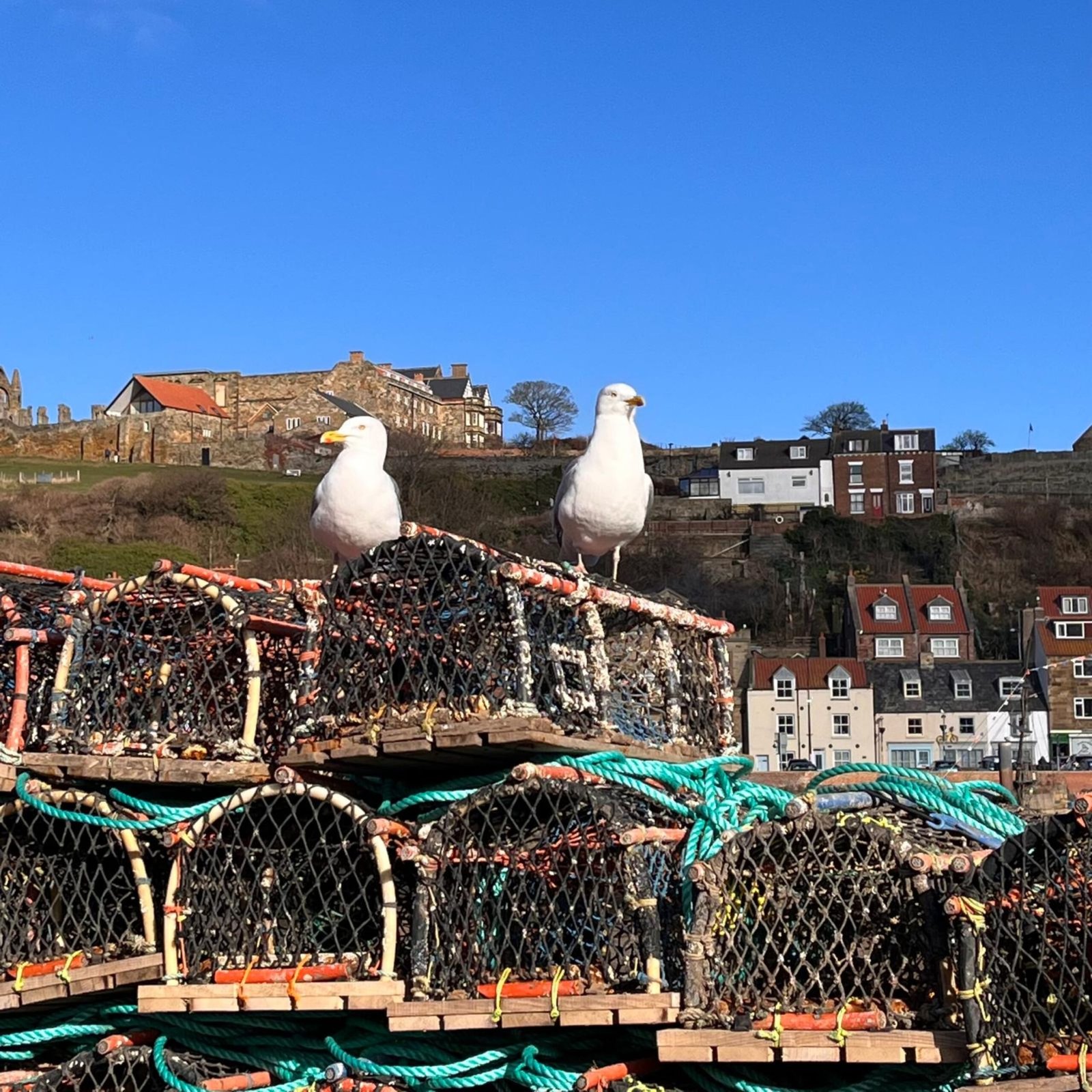 Spotlight on plans to manage gulls in coastal town centres