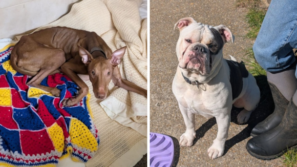 Abandoned dog numbers surge on Isle of Wight as owners urged to microchip dogs