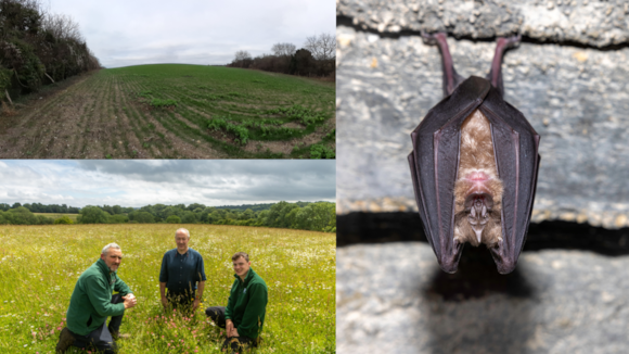 From barren to buzzing bats, bees, birds and bugs benefit from community-led scheme