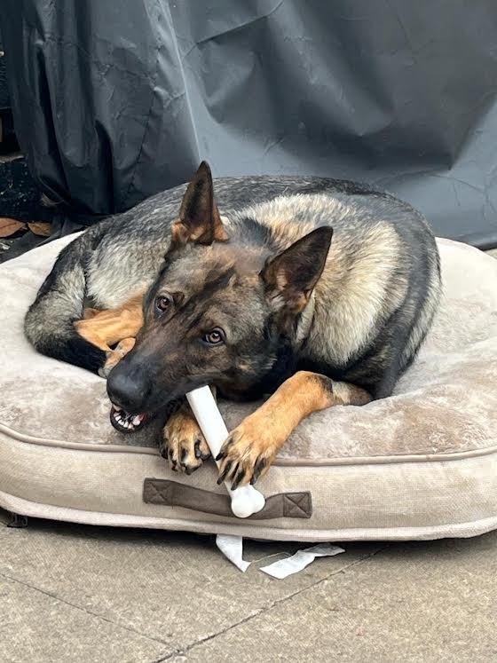 Owner in court after dog left in hot car