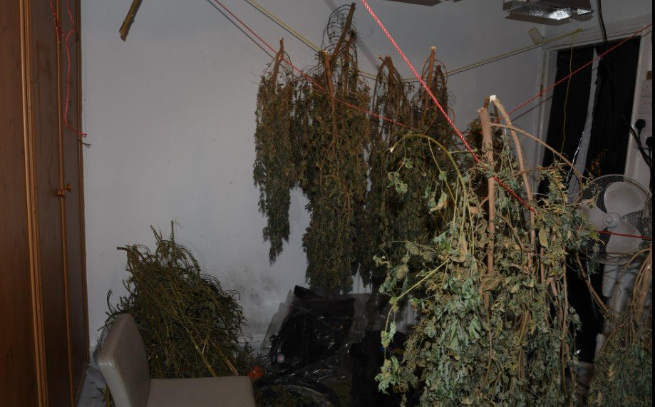 Estimated £2m in cocaine seized and three cannabis farms located following proactive investigation in Middleton
