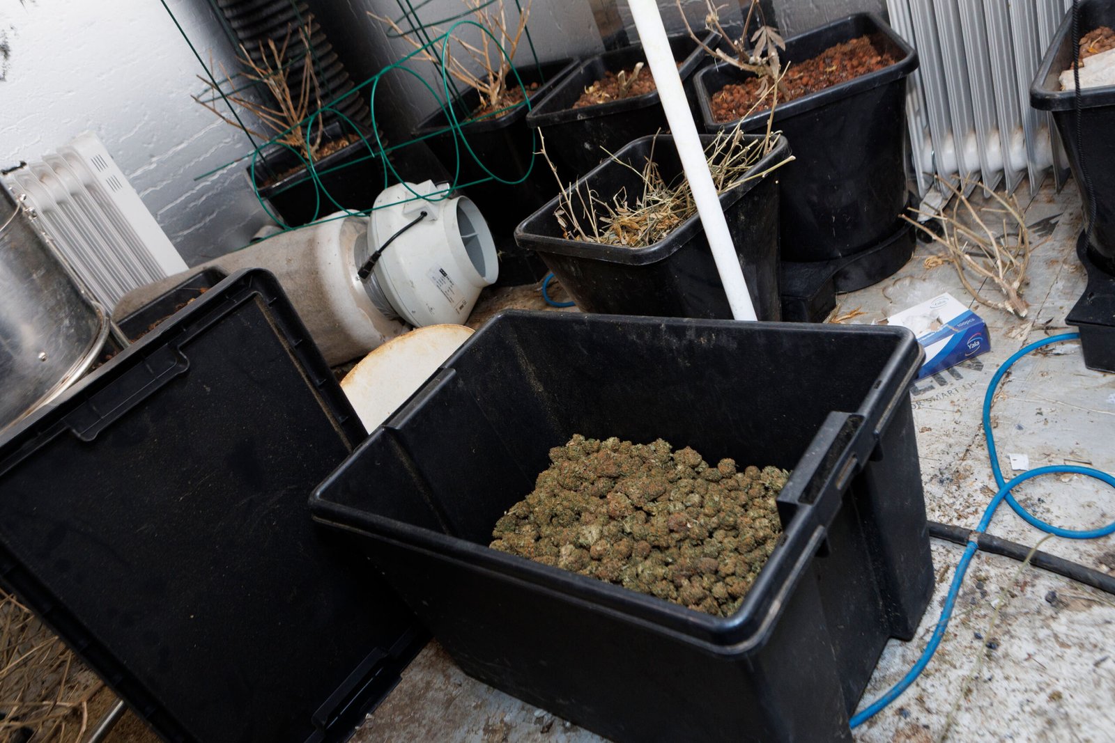 Seven arrested and cannabis farms shut down in huge day of action tackling OCGs in Rochdale